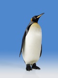 King Penguin Photographic Print by Robert Dowling