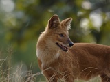 Dhole in Bandhavgarh National Park Fotografie-Druck von Andrew Parkinson