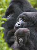 Mountain Gorilla Family Group Fotografisk tryk af Andy Rouse Mountain Gorilla Family Group Fotografisk tryk af Andy Rouse