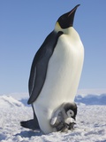 Emperor Penguin Holding Chick on Feet Lámina fotográfica por Keren Su