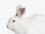 White Bunny Rabbit Photographic Print