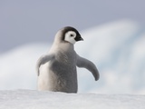 Emperor Penguin Chick in Antarctica Photographic Print by Paul Souders