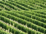 Vines in Vineyard Fotografisk trykk av Tibor Bognár