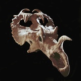 Centrosaurus Skull Photographic Print by Louie Psihoyos