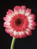 Gerbera Daisy on Dark Background Photographic Print by Clive Nichols