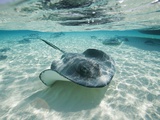Paul Souders - Southern Stingrays Swimming at Stingray City - Fotografik Baskı