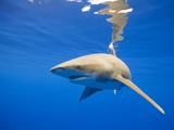 Oceanic Whitetip Shark, Hawaii Photographic Print by Paul Souders