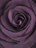Deep Purple Rose Fotografisk tryk af Clive Nichols