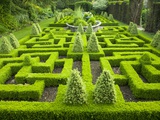 Knot Garden Photographic Print by Mark Bolton