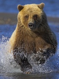 Grizzly Bear Running Photographic Print by Andy Rouse