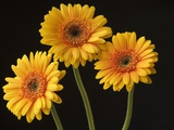 Three Gerbera Daisies on Dark Background Photographic Print by Clive Nichols