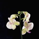 Purple Orchids Photographic Print by David Arky