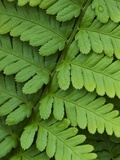 Fern Frond Photographic Print by Clive Nichols
