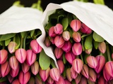 Pink Tulips Wrapped in Paper Photographic Print by Bruno Ehrs