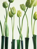 Green Tulips in Vases Fotografisk trykk av Cora Buttenbender Green Tulips in Vases Fotografisk trykk av Cora Buttenbender