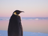 Keren Su - Emperor Penguin on Pack Ice - Fotografik Baskı Keren Su - Emperor Penguin on Pack Ice - Fotografik Baskı
