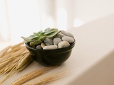 Still life of a succulent plant Photographie