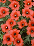 Top View of Red Tulips Photographic Print by Markus Botzek
