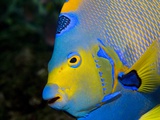 Queen Angelfish (Holacanthus Ciliaris) Photographic Print by Stephen Frink