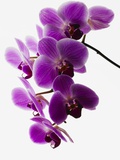 Phalaenopsis Orchids Photographic Print