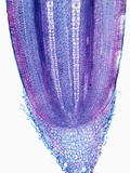 Corn Plant Root Tip Photographic Print