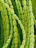 Hairs on Petal of a Periwinkle Photographic Print by Micro Discovery 