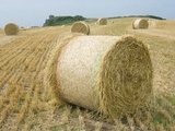 Round Hay Bales in Field Photographic Print by Mark Bolton