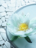Flower floating in a bowl of water Photographic Print by Colin Anderson