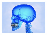 Human Skull Giclée-Druck von Matthias Kulka