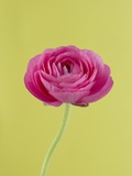 Pink Peony Fotografisk tryk af Clive Nichols