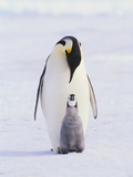 Emperor Penguin and Baby Photographic Print