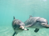 Bottlenose Dolphins Photographic Print by Stuart Westmorland
