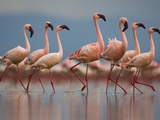 Pink Flamingos in Water Fotografisk tryk af Theo Allofs