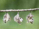 Baby Opossum Hanging from Branch Photographic Print by Frank Lukasseck