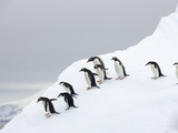 Penguins Walking to Edge of Iceberg Lámina fotográfica por John and Yva Eastcott And Momatiuk Penguins Walking to Edge of Iceberg Lámina fotográfica por John and Yva Eastcott And Momatiuk