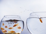 Goldfish Jumping into Different Bowl Fotografie-Druck von Paul Hardy