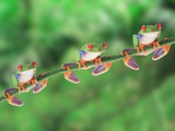 Red-Eyed Tree Frogs on Branch Photographic Print