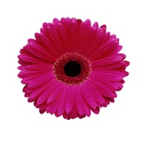 Hot Pink Gerbera Daisy Photographic Print