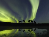 Horses under the Aurora Borealis Photographic Print