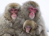 Japanese Macaque Family Photographic Print by Frank Lukasseck
