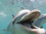Bottlenose Dolphin Opening Mouth Lámina fotográfica por Stuart Westmorland Bottlenose Dolphin Opening Mouth Lámina fotográfica por Stuart Westmorland