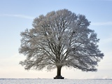 Snow-covered Oak Tree Photographic Print by Frank Lukasseck