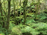 Temperate Rain Forest in Australia's Otway Range Photographie par Theo Allofs