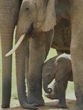 Elephant Adults with Young Elephant Calf Photographic Print