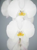 White Orchids Photographic Print by Larry Dale Gordon