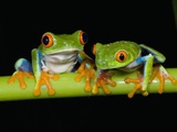 Red-eyed Tree Frogs Photographic Print by Kevin Schafer
