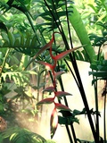 Heliconia Growing Among Tropical Ferns Photographic Print by Luca Tettoni