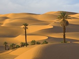 Palm Trees in Desert Photographic Print by Frank Lukasseck
