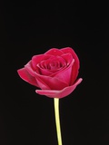 A Single Red Rose Impressão fotográfica por Bernd Vogel A Single Red Rose Impressão fotográfica por Bernd Vogel