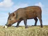 Piglet Eating Photographic Print
